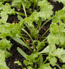 Curly Cress Peppergrass