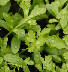 Curly Cress Peppergrass
