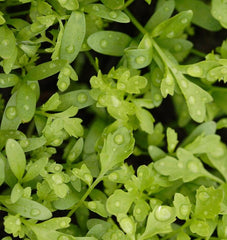 Curly Cress Peppergrass