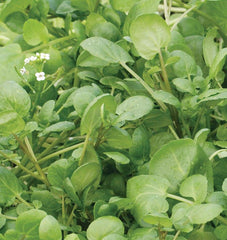 Watercress