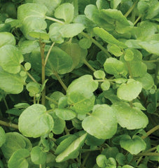 Watercress