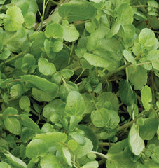 Watercress