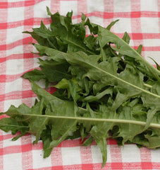 Italian Dandelion