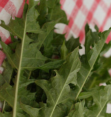 Italian Dandelion
