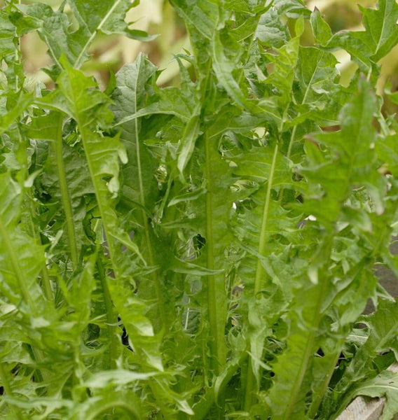 Italian Dandelion