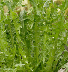 Italian Dandelion