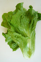 Nettuno
