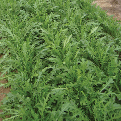 Bellezia Arugula