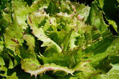 Precocissimo
