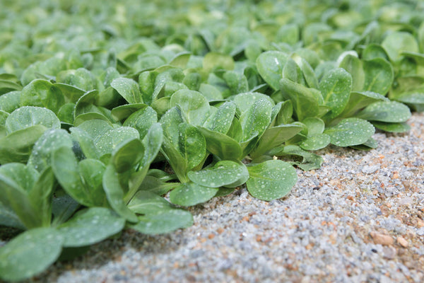Frost Organic