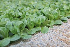 Frost Organic