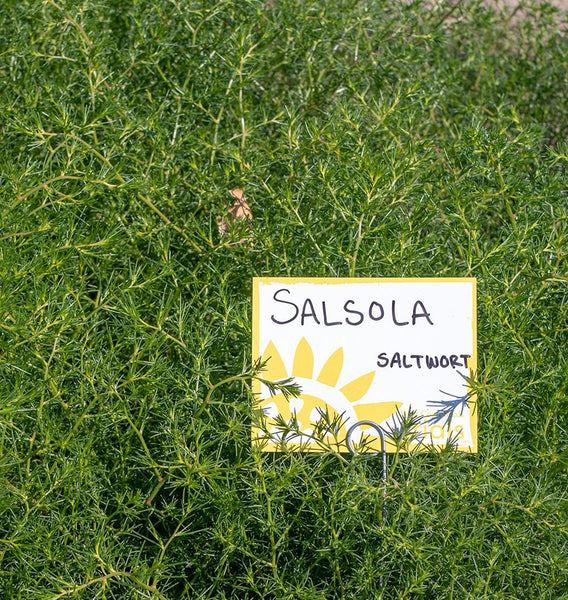 Salsola