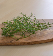 Salsola - Seedsplant