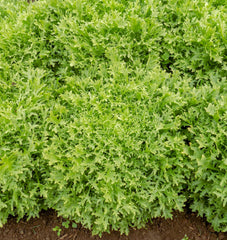Benefine Organic