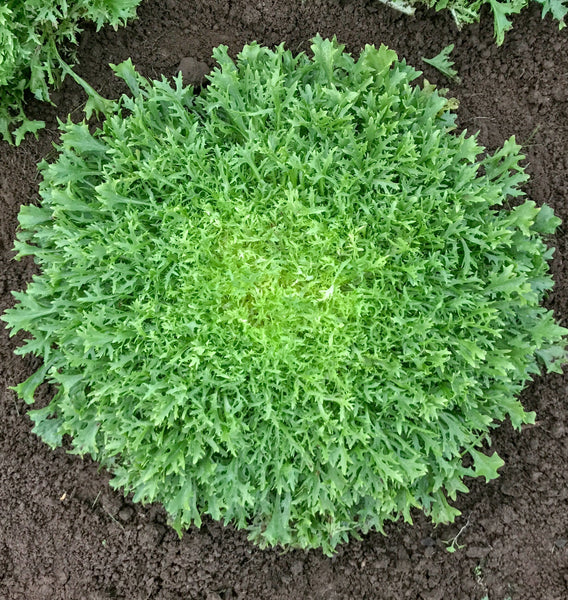 Benefine Organic