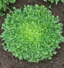 Benefine Organic
