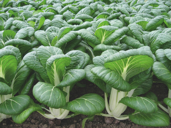 Bopak F1 Organic