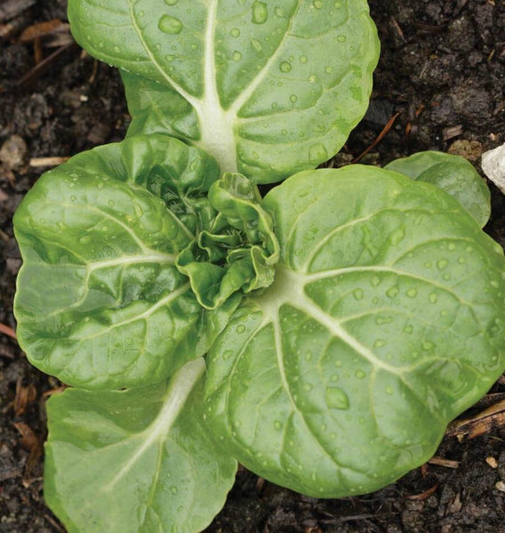 Toy Choy F1