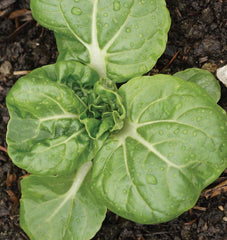 Toy Choy F1