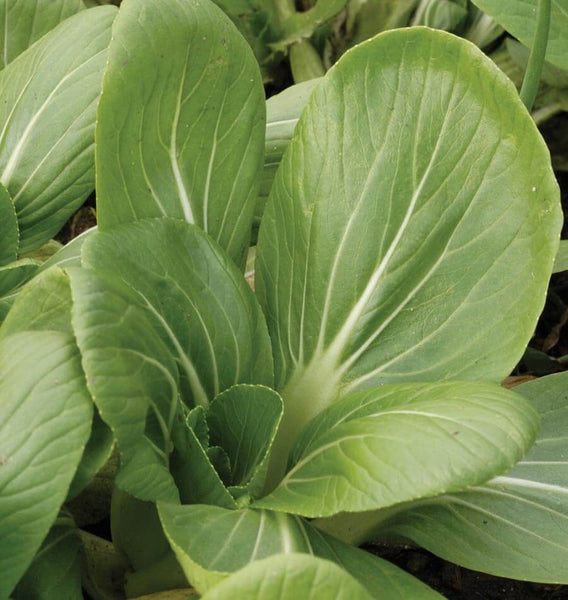 White-Stemmed Pac Choi