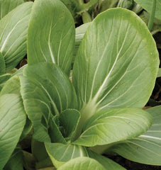 White-Stemmed Pac Choi