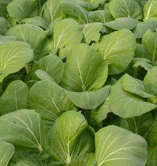 White-Stemmed Pac Choi