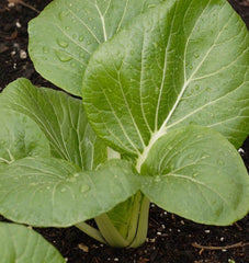 White-Stemmed Pac Choi