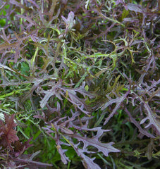 Ruby Streaks Organic