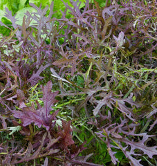 Ruby Streaks Organic