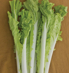 Taiwan Pac Choi