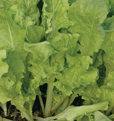 Taiwan Pac Choi