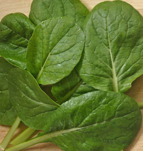 Komatsuna Green
