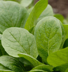 Komatsuna Green