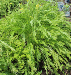 Mizuna Organic