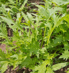 Mizuna Organic