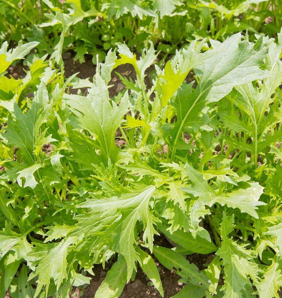 Mizuna Organic