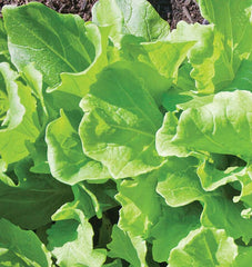 Tokyo Bekana Organic