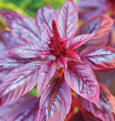 Hopi Red Dye Organic