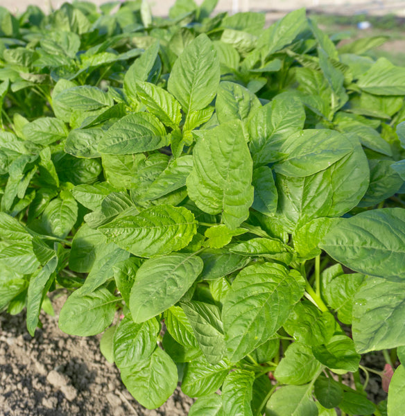 Callaloo