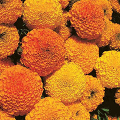 Marigold, Crackerjack Mixed Colors Seeds, 500mg