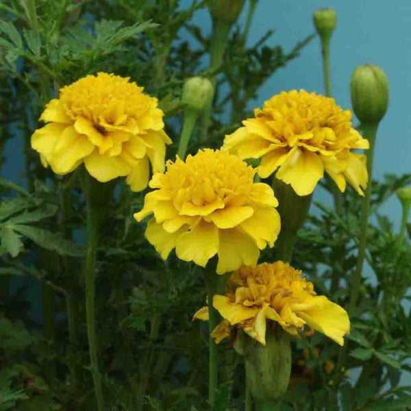 Marigold, Petite Yellow Seeds, 500mg