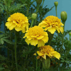 Marigold, Petite Yellow Seeds, 500mg