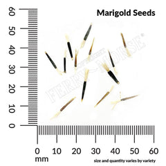 Marigold, Petite Yellow Seeds, 500mg