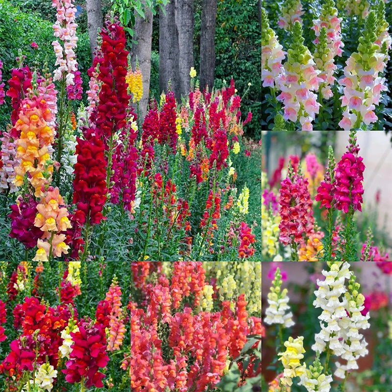Mixed Color Cut Snapdragon flower SeedsCut Flower Gardens - Seedsplant