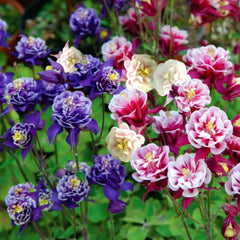 Cat's Paw Flowers Seeds