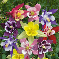Cat's Paw Flowers Seeds