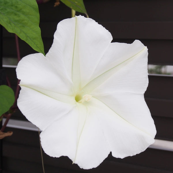 Moonflower, Evening Glory Seeds, 2.6g