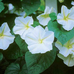 Moonflower, Evening Glory Seeds, 2.6g