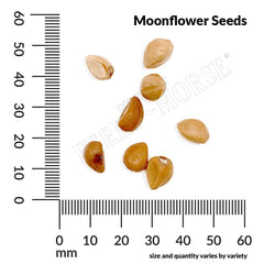 Moonflower, Evening Glory Seeds, 2.6g