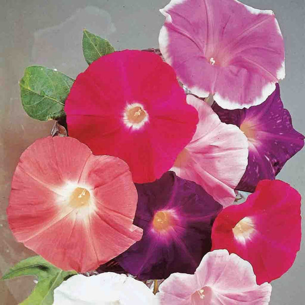 Morning Glory, Giant Mixed Colors Seeds, 2.2g